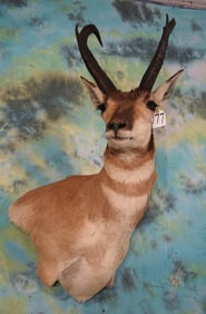 B & C Awards Book 80 4/8" net score Pronghorn Antelope Shoulder Taxidermy Mount