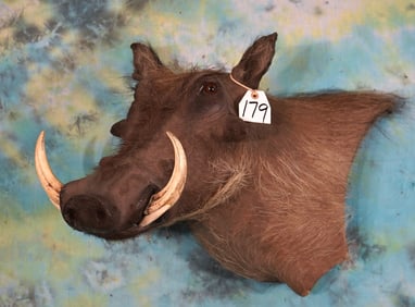 African Warthog Offset Shoulder Taxidermy Mount