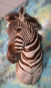 Beautiful Zebra Offset Shoulder Taxidermy Mount
