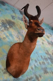 African Red Hartebeest Antelope Shoulder Taxidermy Mount