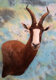 African Blesbuck Antelope Shoulder Taxidermy Mount