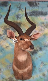 Rare African Mountain Nyla Antelope Shoulder Taxidermy Mount