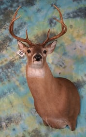 8pt. Whitetail Deer Shoulder Taxidermy Mount