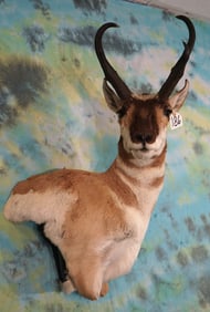 Pronghorn Antelope Offset Shoulder Taxidermy Mount