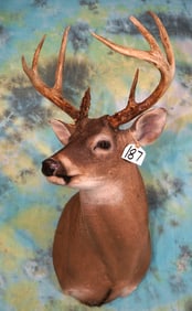 8pt. Whitetail Deer Shoulder Taxidermy Mount