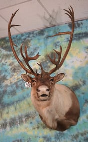 Alaskan Barren Ground Caribou Shoulder Taxidermy Mount