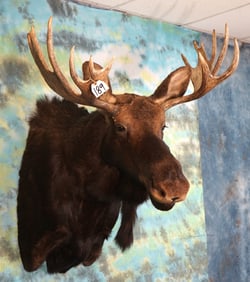 Quality Shiras Moose Shoulder Taxidermy Mount
