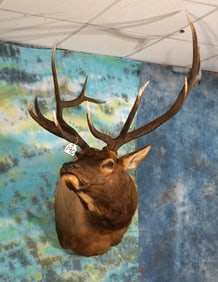 Beautiful 6 x 6 Bull Elk Shoulder Taxidermy Mount
