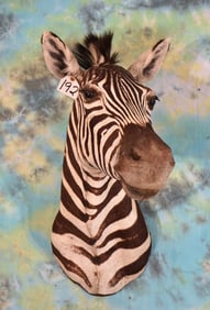 Pretty Zebra Shoulder Taxidermy Mount