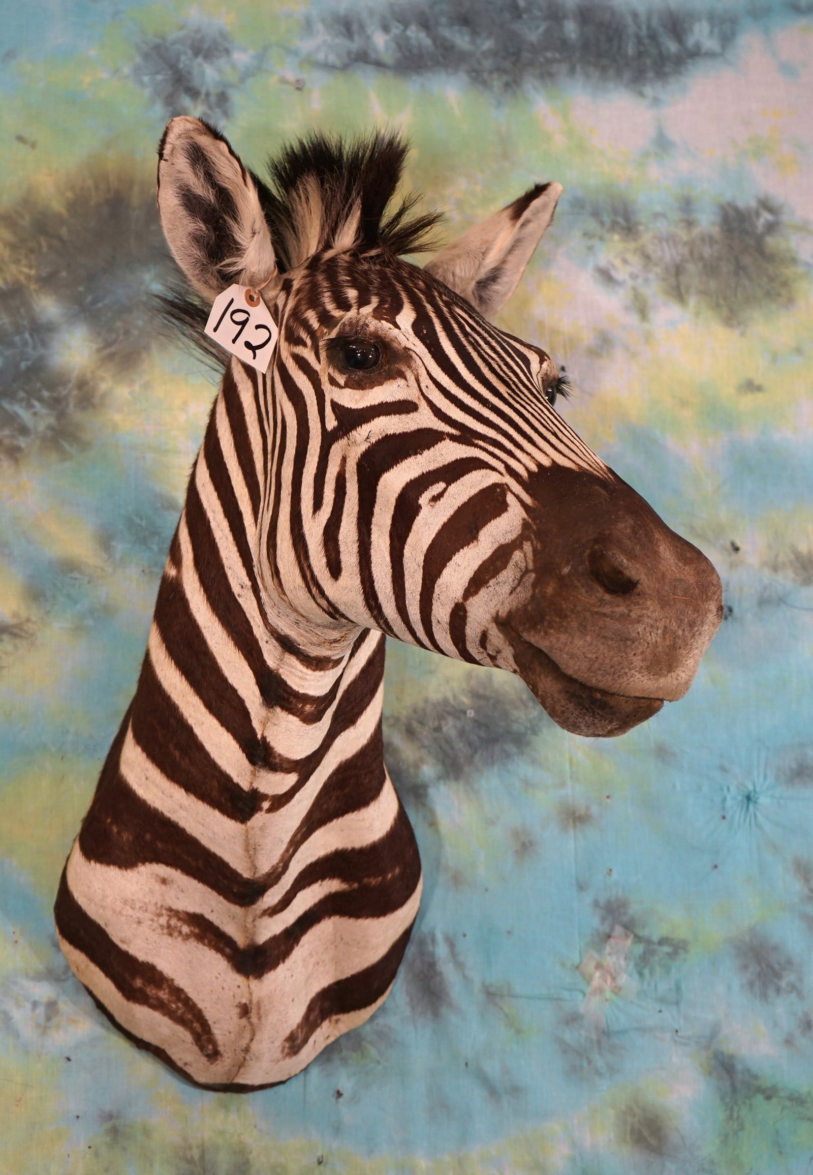 Pretty Zebra Shoulder Taxidermy Mount (1 of 4)