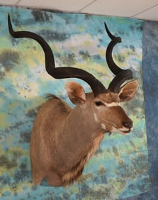 Quality African Gold Medal Record Book Greater Kudu Shoulder Taxidermy