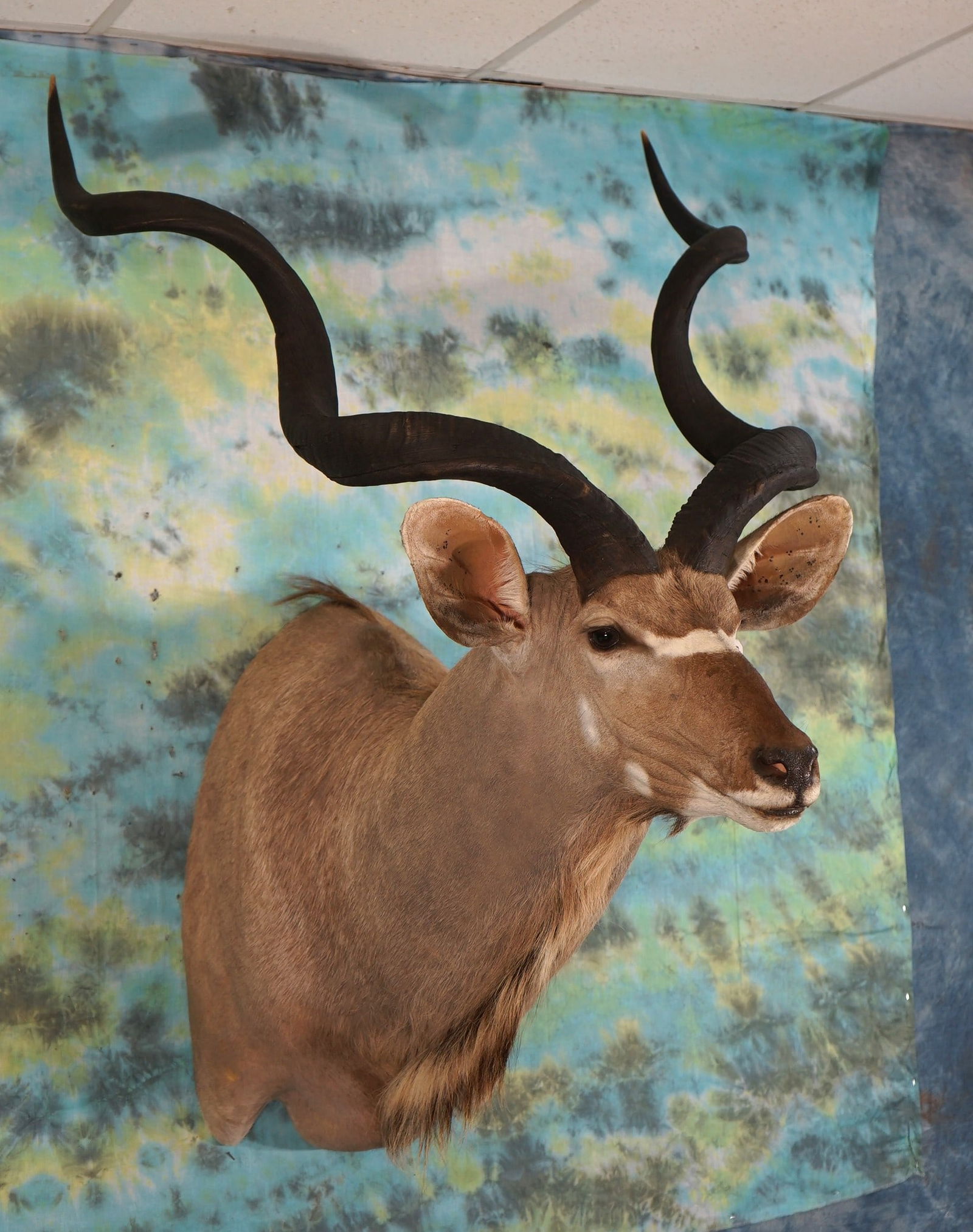 Quality African Gold Medal Record Book Greater Kudu Shoulder Taxidermy (1 of 6)