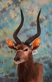 African Southern Nyala Antelope Shoulder Floor Pedestal Taxidermy Mount