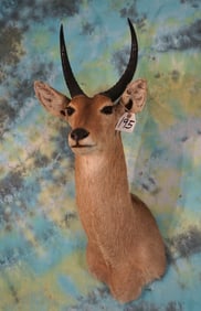 African Common Reedbuck Shoulder Taxidermy Mount