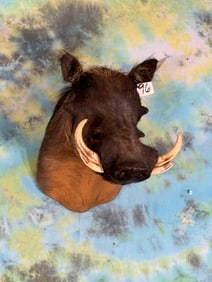 Cool Warthog Shoulder Taxidermy Mount