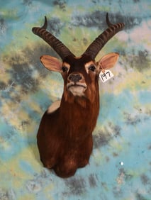 Rare & Beautiful Nile Lechwe Swamp Antelope Shoulder Taxidermy Mount
