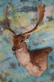 Golden Brown Fallow Deer Shoulder Taxidermy Mount