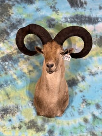 Gold Medal High Record Book Eastern Caucasian Tur Shoulder Taxidermy Mount