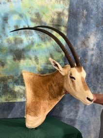 Pretty Scimitar Horned Oryx Shoulder Taxidermy Mount