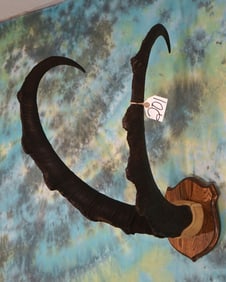 Awesome Record Class Persian Ibex Horns on Plaque Taxidermy