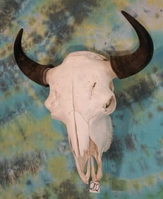 Large American Bison Skull Taxidermy