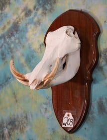 Complete African Warthog Skull Taxidermy