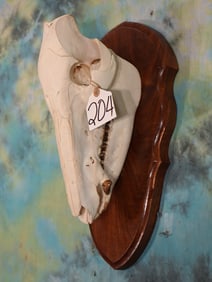 Complete African Bushpig Skull Taxidermy