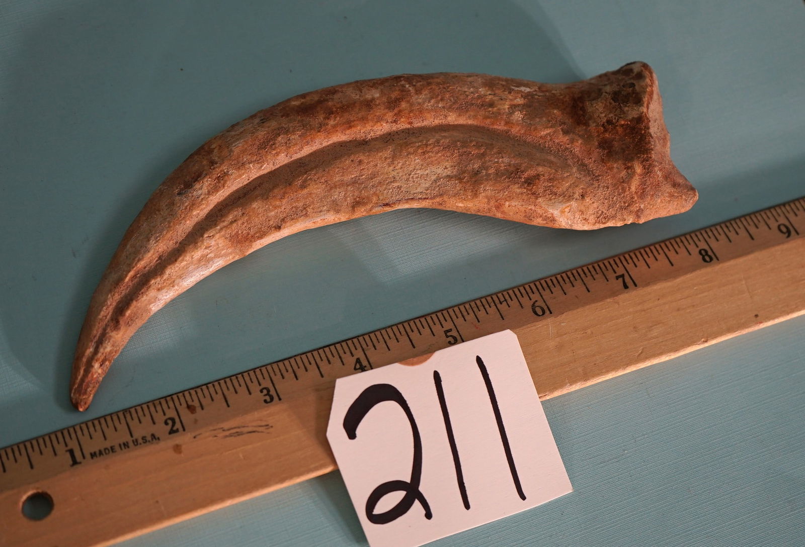 Super Awesome Extra Large Dinosaur Hand Claw Fossil (1 of 5)