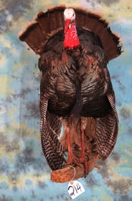 Strutting Wild Turkey on Limb Taxidermy Bird Mount