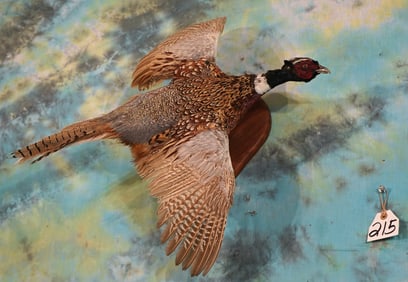Flying Ringneck Pheasant Taxidermy Bird Mount