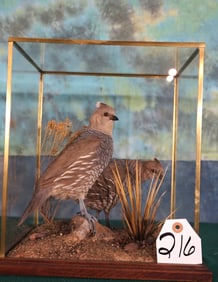 Beautiful Pair of Blue Scale Quail Quality Taxidermy Bird Mounts in Habitat