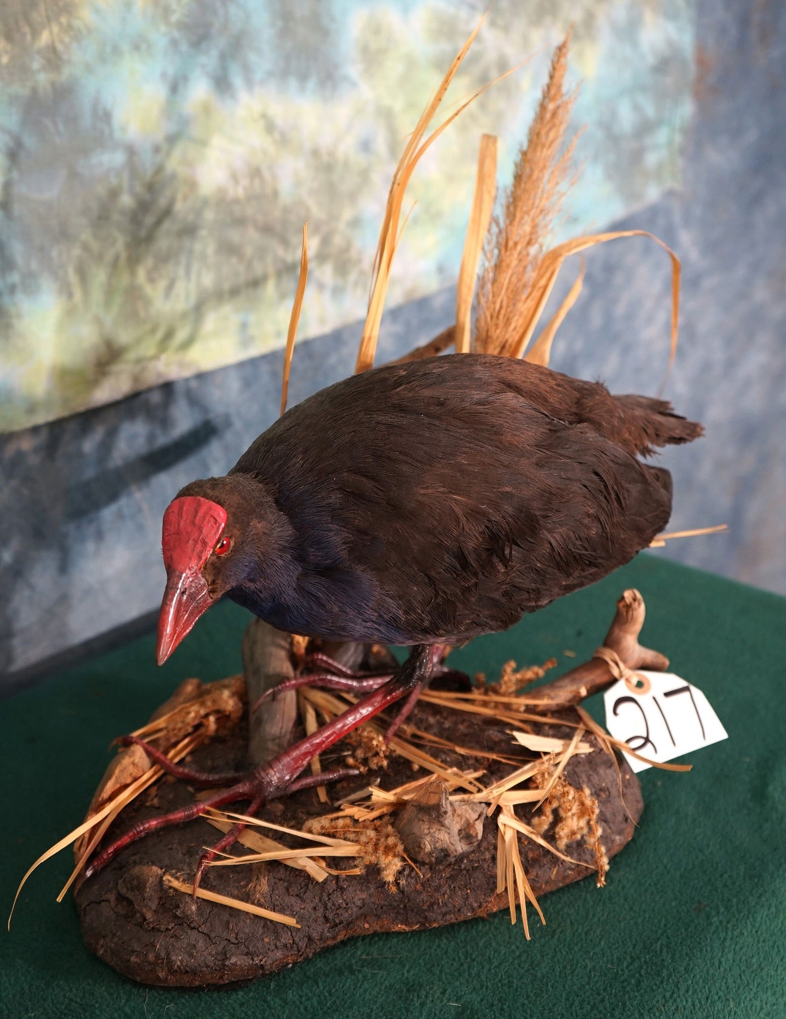 Purple Gallinule Marsh Hen in Habitat Taxidermy Quality Bird Mount (1 of 4)