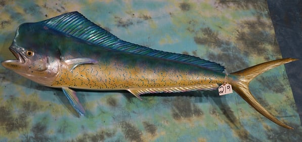 53" Dorado Fiberglass Reproduction Taxidermy Saltwater Quality Fish Mount