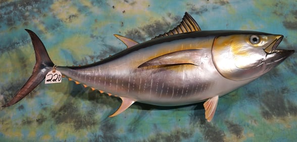 44" Yellowfin Tuna Fiberglass Reproduction Taxidermy Saltwater Quality Fish Mount