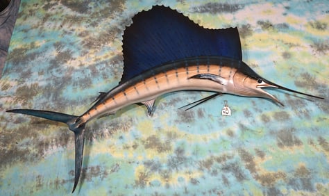 7ft. Pacific Sailfish Fiberglass Reproduction Quality Taxidermy Fish Mount