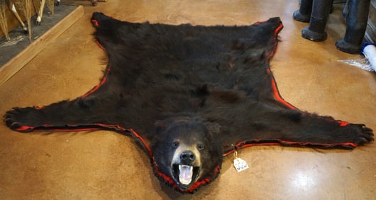 Large Black Bear Rug Taxidermy Mount