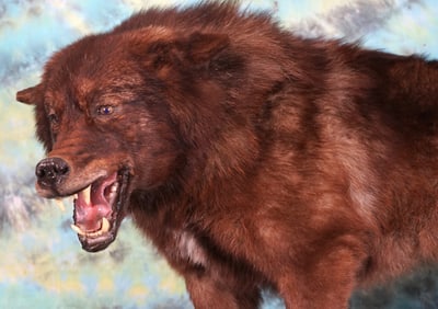 Awesome Black Timber Wolf in Habitat Full Body Taxidermy Mount