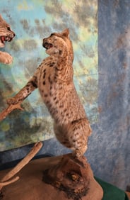 Taxidermy Competition Quality Pair of Fighting Bobcats Full Body Mounts