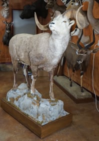 Stone Sheep Full Body Taxidermy Ram Mount in Natural Habitat Base