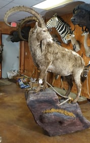 Beautiful Siberian Ibex Full Body Taxidermy Mount in Habitat