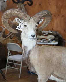 Afghan Urial Sheep Full Body Taxidermy Ram Mount **TEXAS RESIDENTS ONLY!**