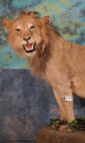 Awesome African Lion Full Body Taxidermy Mount on a Natural Habitat Base **TEXAS RESIDENTS ONLY!**