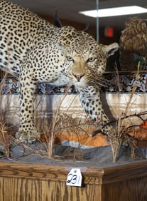 Gorgeous African Leopard Full Body Taxidermy Mount on a Beautiful Natural Habitat Custom Base **TEXA