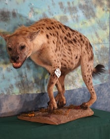 African Spotted Hyena Full Body Taxidermy Mount