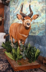 Beautiful West African Bongo Full Body Taxidermy Mount on a Natural Habitat Base