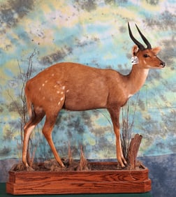 African Cape Bushbuck Full Body Taxidermy Mount on a Nice Habitat Custom Base