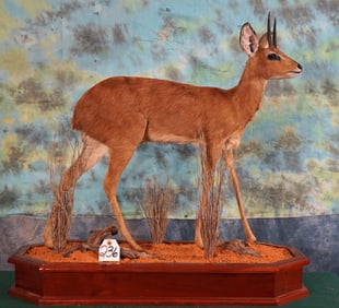 African Stienbuck Pygmy Antelope Full Body Taxidermy Mount
