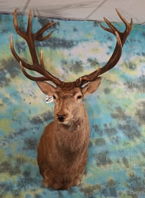 Big 10 x 8 Record Book Spanish Red Stag Shoulder Taxidermy Mount