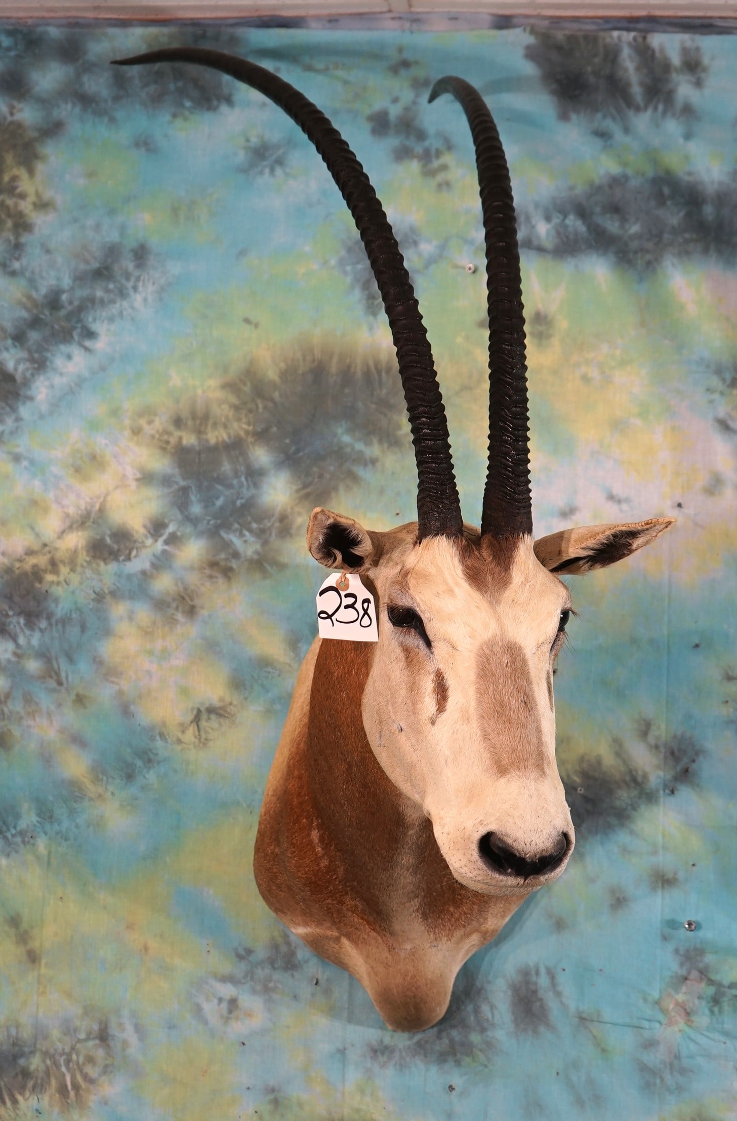 Scimitar Horned Oryx Shoulder Taxidermy Mount (1 of 3)