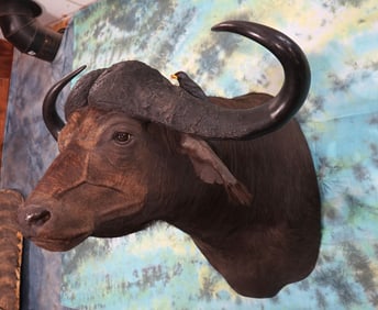 Gold Medal High Record Book 43 1/4" African Cape Buffalo Shoulder Taxidermy Mount